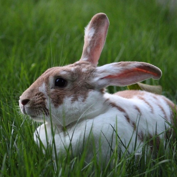 Meet your Posher, Sofia - Picture 1 of 1